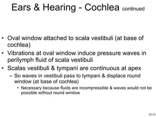 Ears & Hearing - Cochlea  continued Oval window attached to scala vestibuli (at base of cochlea) Vibrations at oval window induce pressure waves in perilymph fluid of scala vestibuli Scalas vestibuli & tympani are continuous at apex So waves in vestibuli pass to tympani & displace round window (at base of cochlea) Necessary because fluids are incompressible & waves would not be possible without round window  10-53 