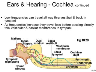 Ears & Hearing - Cochlea  continued Low frequencies can travel all way thru vestibuli & back in tympani As frequencies increase they travel less before passing directly thru vestibular & basilar membranes to tympani Fig 10.20 10-54 