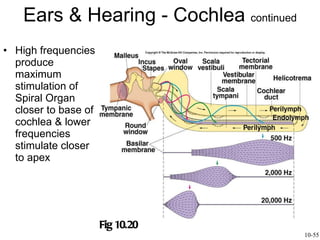Ears & Hearing - Cochlea  continued High frequencies produce maximum stimulation of Spiral Organ closer to base of cochlea & lower frequencies stimulate closer to apex  Fig 10.20 10-55 
