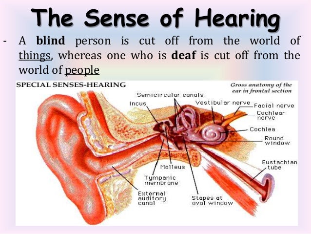 sense of hearing sense of hearing