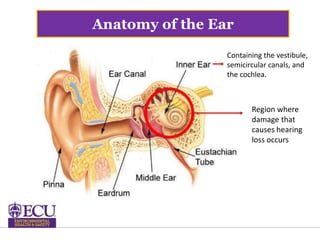 Anatomy of the Ear
Region where
damage that
causes hearing
loss occurs
Containing the vestibule,
semicircular canals, and
the cochlea.
 