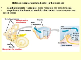 Balance receptors (ciliated cells) in the inner ear

vestibule (utricle + saccule): these receptors are called macula

ampullae at the bases of semicircular canals: these receptors are
called cristae
Receptors for position
Receptors for
movements
 