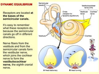 Receptors are located at
the bases of the
semicircular canals.
It’s easy to remember
what these receptors do,
because the semicircular
canals go off in different
directions.
Nerve fibers from the
vestibule and from the
semicircular canals form
the vestibular nerve,
which joins the cochlear
nerve to form the
vestibulocochlear
nerve, the eighth cranial
nerve.
DYNAMIC EQUILIBRIUMDYNAMIC EQUILIBRIUM
 