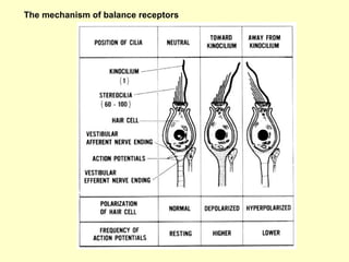 The mechanism of balance receptors
 