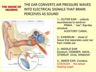 THE EAR CONVERTS AIR PRESSURE WAVES
INTO ELECTRICAL SIGNALS THAT BRAIN
PERCEIVES AS SOUND
1.- OUTER EAR  collects
soundwaves to eardrum
PINNA  “ear”; flap-like
structure
AUDITORY CANAL
2.- EARDRUM  sheet of
tissue that separates outer ear
from middle ear
3.- MIDDLE EAR
Eardrum; HAMMER, ANVIL,
STIRRUP, OVAL WINDOW
4.- INNER EAR. Contains
COCHLEA  the actual
hearing organ
THE SENSE OFTHE SENSE OF
HEARINGHEARING
 