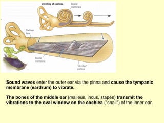 Sound waves enter the outer ear via the pinna and cause the tympanic
membrane (eardrum) to vibrate.
The bones of the middle ear (malleus, incus, stapes) transmit the
vibrations to the oval window on the cochlea ("snail") of the inner ear.
 