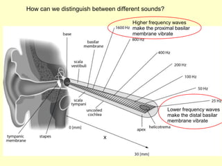 Lower frequency waves
make the distal basilar
membrane vibrate
Higher frequency waves
make the proximal basilar
membrane vibrate
How can we distinguish between different sounds?
 