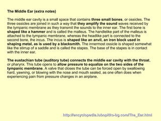 http://encyclopedia.lubopitko-bg.com/The_Ear.htmlhttp://encyclopedia.lubopitko-bg.com/The_Ear.html
The Middle Ear (extra notes)
The middle ear cavity is a small space that contains three small bones, or ossicles. The
three ossicles are joined in such a way that they amplify the sound waves received by
the tympanic membrane as they transmit the sounds to the inner ear. The first bone is
shaped like a hammer and is called the malleus. The handlelike part of the malleus is
attached to the tympanic membrane, whereas the headlike part is connected to the
second bone, the incus. The incus is shaped like an anvil, an iron block used in
shaping metal, as is used by a blacksmith. The innermost ossicle is shaped somewhat
like the stirrup of a saddle and is called the stapes. The base of the stapes is in contact
with the inner ear.
The eustachian tube (auditory tube) connects the middle ear cavity with the throat,
or pharynx. This tube opens to allow pressure to equalize on the two sides of the
tympanic membrane. A valve that closes the tube can be forced open by swallowing
hard, yawning, or blowing with the nose and mouth sealed, as one often does when
experiencing pain from pressure changes in an airplane.
 