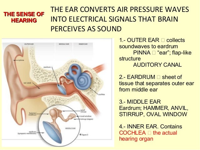 Hearing and Equilibrium