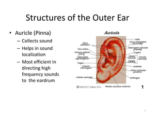 Sense of Hearing for 1st MBBS- Inner Ear Function | PPT