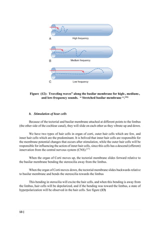 13 |
Figure (12): Traveling waves” along the basilar membrane for high-, medium-,
and low-frequency sounds. “ Stretched basilar membrane “.(16)
b. Stimulation of hear cells
Because of the tectorial and basilar membrane attached at different points to the limbus
(the other side of the cochlear canal), they will slide on each other as they vibrate up and down.
We have two types of hair cells in organ of corti, outer hair cells which are few, and
inner hair cells which are the predominant. It is belived that inner hair cells are responsible for
the membrane potential changes that occurs after stimulation, while the outer hair cells will be
responsible for influencing the action of inner hair cells, since this cells has a descend (efferent)
innervation from the central nervous system (CNS).(17)
When the organ of Corti moves up, the tectorial membrane slides forward relative to
the basilar membrane bending the stereocilia away from the limbus.
When the organ of Corti moves down, the tectorial membrane slides backwards relative
to basilar membrane and bends the stereocilia towards the limbus
This bending in sterocilia will excite the hair cells, and when this bending is away from
the limbus, hair cells will be depolarized, and if the bending was toward the limbus, a state of
hyperpolarization will be observed in the hair cells. See figure (13)
 