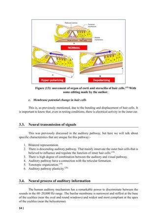 14 |
Figure (13): movement of organ of corti and sterocilia of hair cells.(15) With
some editing made by the author.
c. Membrane potential change in hair cells
This is, as previously mentioned, due to the bending and displacement of hair cells. It
is important to know that, even in resting conditions, there is electrical activity in the inner ear.
3.3. Neural transmission of signals
This was previously discussed in the auditory pathway, but here we will talk about
specific characteristics that are unique for this pathway:-
1. Bilateral representation.
2. There is descending auditory pathway. That mainly innervate the outer hair cells that is
believed to influence and regulate the function of inner hair cells.(18)
3. There is high degree of combination between the auditory and visual pathway.
4. Auditory pathway have a connection with the reticular formation.
5. Tonotopic organization.(19)
6. Auditory pathway plasticity.(20)
3.4. Neural process of auditory information
The human auditory mechanism has a remarkable power to discriminate between the
sounds in the 60–20,000 Hz range. The basilar membrane is narrowest and stiffest at the base
of the cochlea (near the oval and round windows) and widest and most compliant at the apex
of the cochlea (near the helicotrema).
 