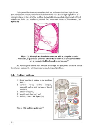 9 |
Endolymph fills the membranous labyrinth and is characterized by a high-K+ and
low-Na+ (16 mM content, similar to that of intracellular fluid. Endolymph is produced in a
specialized area in the wall of the cochlear duct called ( stria vascularis ) that is rich in blood
vessels, and drains via a small endolymphatic duct into venous sinuses of the dura mater. See
figure (9).
Figure (9): histologic section of choclear duct, with arrow point to stria
vascularis, a specialized epithelial cells in the lateral wall of cochlear duct that
are in contact with blood vessels in periosteum.(7)
No physiological contact exist between endolymph and perilymph, and when one of
them have a leakage, this will be consider as a pathological condition.
2.4. Auditory pathway
1- Spiral ganglion ( located in the modulus
bone )
2- Superior olivary nucleus complex,
trapezoid nucleus and nucleus of lateral
lemniscus.
3- Inferior colliculus,
4- Medial geniculate body and
5- Auditory cortex. See figure (10)
Figure (10): auditory pathway.(13)
 