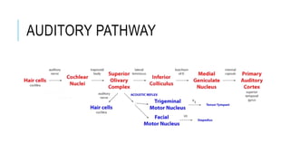 AUDITORY PATHWAY
 