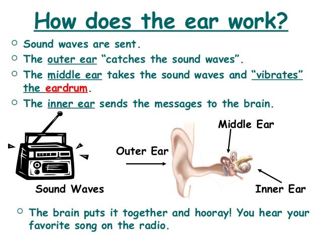 how does sound travel through the ear to the brain how does sound travel through the ear to the brain