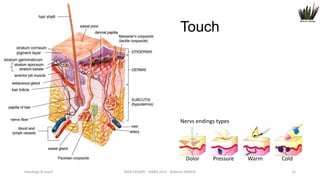 Touch

Nervs endings types

Dolor
Headings & touch

WEB DESIGN NABA 2014 Roberto DADDA

Pressure

Warm

Cold
15

 