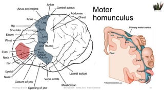Motor
homunculus

Headings & touch

WEB DESIGN NABA 2014 Roberto DADDA

18

 