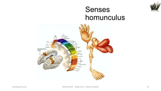 Senses
homunculus

Headings & touch

WEB DESIGN NABA 2014 Roberto DADDA

19

 