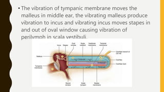 • The vibration of tympanic membrane moves the
malleus in middle ear, the vibrating malleus produce
vibration to incus and vibrating incus moves stapes in
and out of oval window causing vibration of
perilymph in scala vestibuli.
 