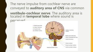 The nerve impulse from cochlear nerve are
conveyed to auditory area of CNS via common
vestibule-cochlear nerve. The auditory area is
located in temporal lobe where sound is
perceived.
 
