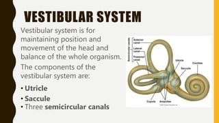 VESTIBULAR SYSTEM
Vestibular system is for
maintaining position and
movement of the head and
balance of the whole organism.
The components of the
vestibular system are:
• Utricle
• Saccule
• Three semicircular canals
 