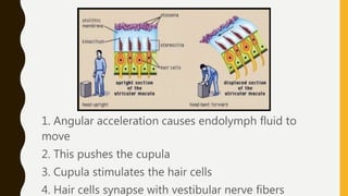 1. Angular acceleration causes endolymph fluid to
move
2. This pushes the cupula
3. Cupula stimulates the hair cells
4. Hair cells synapse with vestibular nerve fibers
 