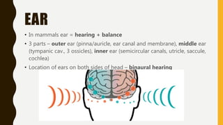 EAR
• In mammals ear = hearing + balance
• 3 parts – outer ear (pinna/auricle, ear canal and membrane), middle ear
(tympanic cav., 3 ossicles), inner ear (semicircular canals, utricle, saccule,
cochlea)
• Location of ears on both sides of head – binaural hearing
 