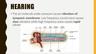 HEARING
• The air molecule under pressure causes vibration of
tympanic membrane. Low frequency sound wave causes
slow vibration while high frequency wave causes rapid
vibration.
 