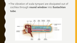 • The vibration of scala tympani are dissipated out of
cochlea through round window into Eustachian
tube.
 