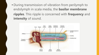 • During transmission of vibration from perilymph to
endolymph in scala media, the basilar membrane
ripples. This ripple is concerned with frequency and
intensity of sound.
 
