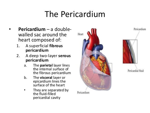 The double walled membranous sac enclosing the heart is the Lecture 9 Heart Bio 004 Human Anatomy 10647 Ck