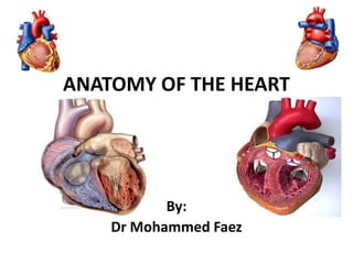 ANATOMY OF THE HEART,[object Object],By:,[object Object],Dr Mohammed Faez,[object Object]