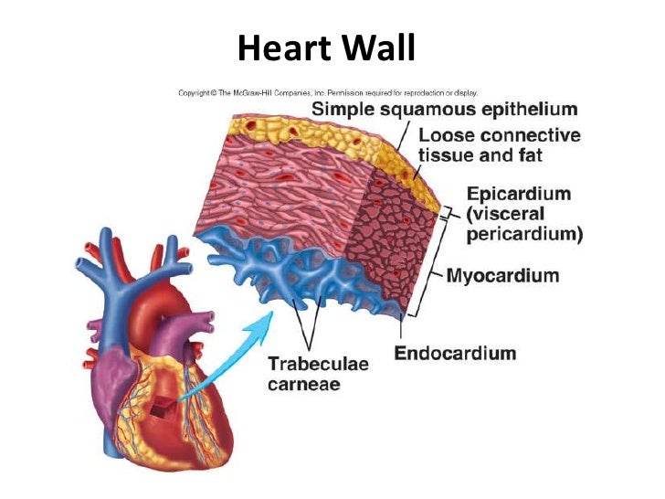 heart