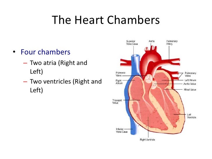 Heart