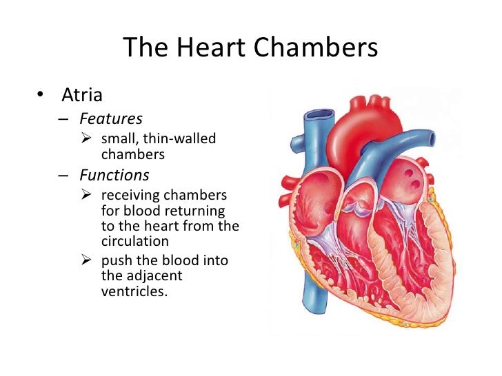 Heart