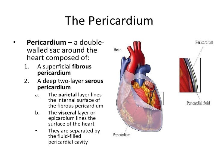 Heart
