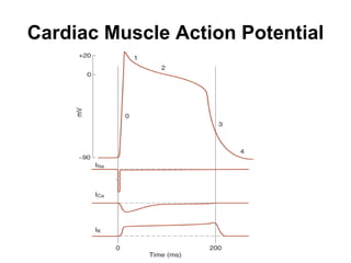 Cardiac Muscle Action Potential 