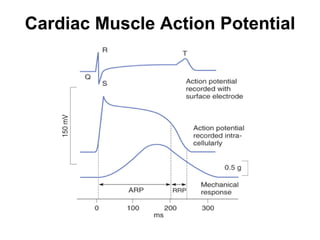 Cardiac Muscle Action Potential 