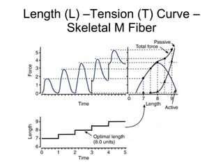 Length (L) –Tension (T) Curve – Skeletal M Fiber 