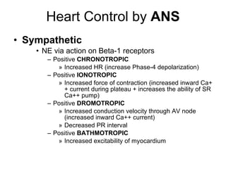 Heart Control by  ANS Sympathetic   NE via action on Beta-1 receptors Positive  CHRONOTROPIC Increased HR (increase Phase-4 depolarization) Positive  IONOTROPIC Increased force of contraction (increased inward Ca++ current during plateau + increases the ability of SR Ca++ pump) Positive  DROMOTROPIC Increased conduction velocity through AV node (increased inward Ca++ current) Decreased PR interval Positive  BATHMOTROPIC  Increased excitability of myocardium 