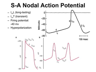 S-A Nodal Action Potential I ca L (long-lasting) I ca T (transient) Firing potential: -40 mv Hyperpolarization  