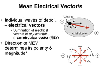 Mean Electrical Vector/s Individual waves of depol. –  electrical vectors Summation of electrical vectors at  any instance  –  mean electrical vector (MEV) Direction of MEV determines its polarity & magnitude*  