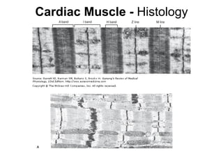Cardiac Muscle -  Histology 