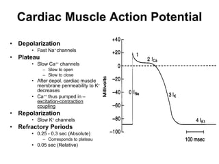 Cardiac Muscle Action Potential Depolarization Fast Na +  channels Plateau Slow Ca ++  channels Slow to open Slow to close After depol. cardiac muscle membrane permeability to K +  decreases Ca ++  thus pumped in –  excitation-contraction coupling Repolarization Slow K +  channels Refractory Periods 0.25 - 0.3 sec (Absolute) Corresponds to plateau 0.05 sec (Relative) 
