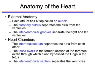 Heart | PPT
