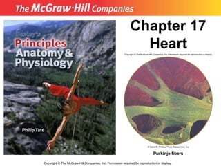 Copyright  ©  The McGraw-Hill Companies, Inc. Permission required for reproduction or display. Chapter 17 Heart Purkinje fibers 