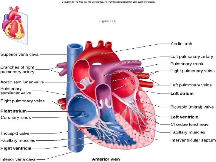 Heart