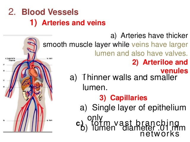 Major Parts Of The Heart And Functions Choice Image - How 