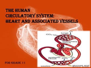 THE HUMAN
CIRCULATORY SYSTEM:
HEART AND ASSOCIATED VESSELS

For Grade 11

 