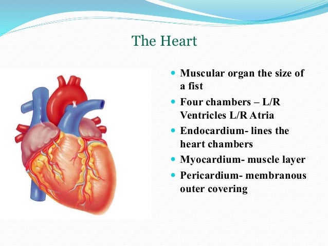 design for cardiovascular system in biology design for cardiovascular system in biology
